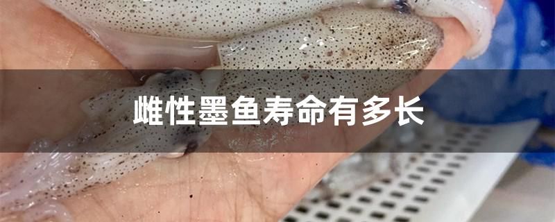 雌性墨魚壽命有多長 蝴蝶鯉魚苗