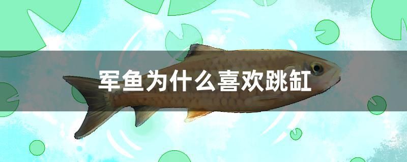 魚缸錦鯉水不清 魚缸錦鯉水不清澈怎么辦 恐龍王魚 第2張