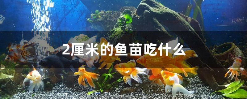 2厘米的魚苗吃什么