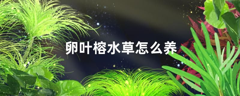 卵葉榕水草好養(yǎng)嗎怎么養(yǎng) 白子銀龍魚苗