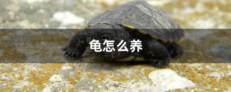 龜怎么養(yǎng) 和尚魚(yú)