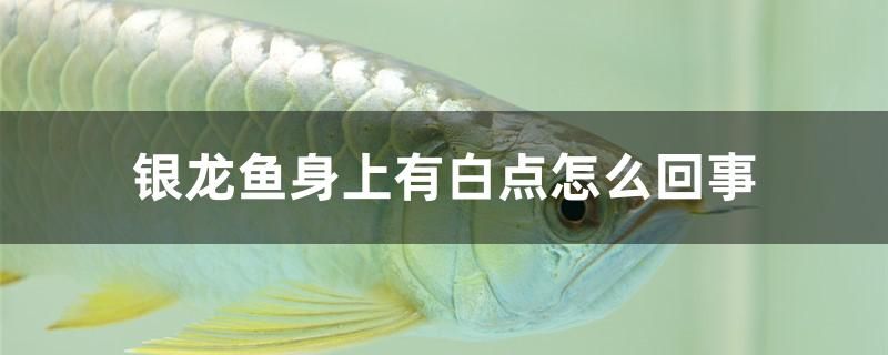 銀龍魚身上有白點怎么回事