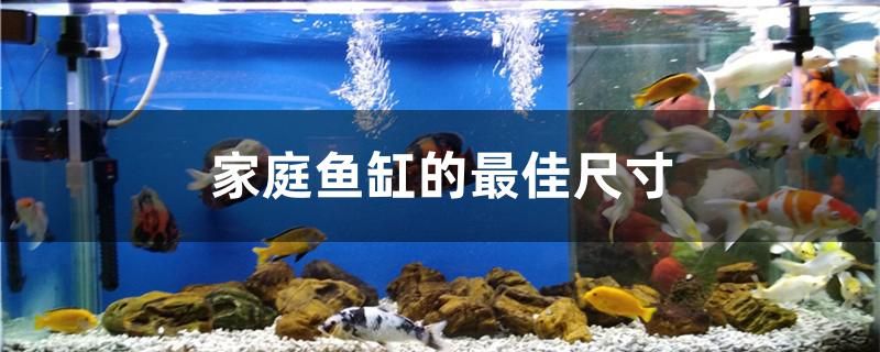 家庭魚缸的最佳尺寸是多少 短身紅龍魚