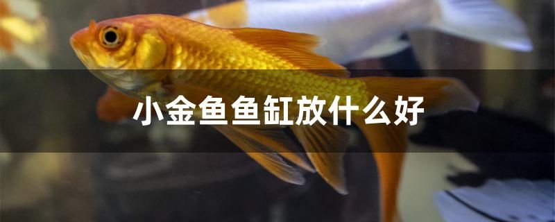 小金魚魚缸放什么好