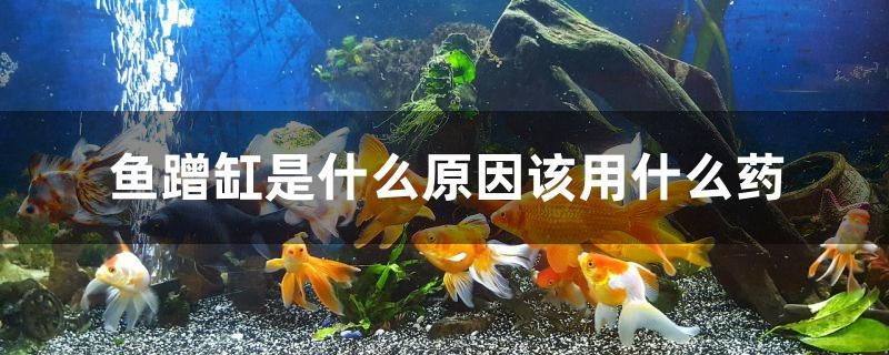 魚蹭缸是什么原因該用什么藥 紅化白子銀龍