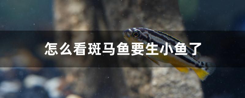 怎么看斑馬魚要生小魚了