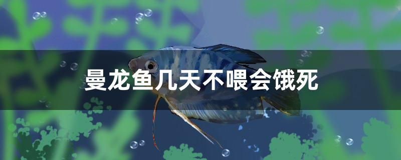 曼龍魚幾天不喂會(huì)餓死 女王大帆魚苗