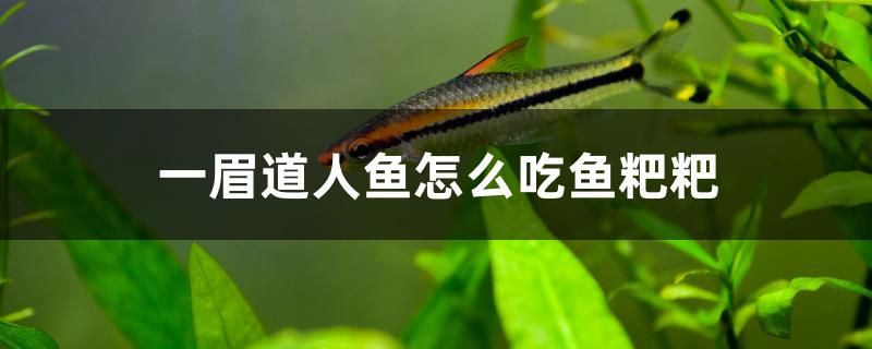 阜陽(yáng)魚缸定做店電話號(hào)碼（阜陽(yáng)衛(wèi)浴潔具廠家哪家的銷量比較高） 青龍魚 第2張