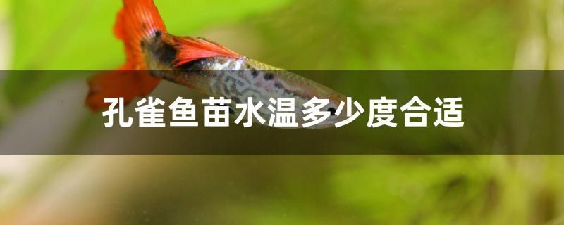 孔雀魚(yú)苗水溫多少度合適 夢(mèng)幻雷龍魚(yú)