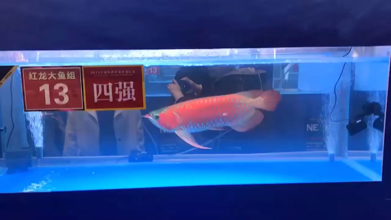 總冠軍 觀賞魚論壇 第1張