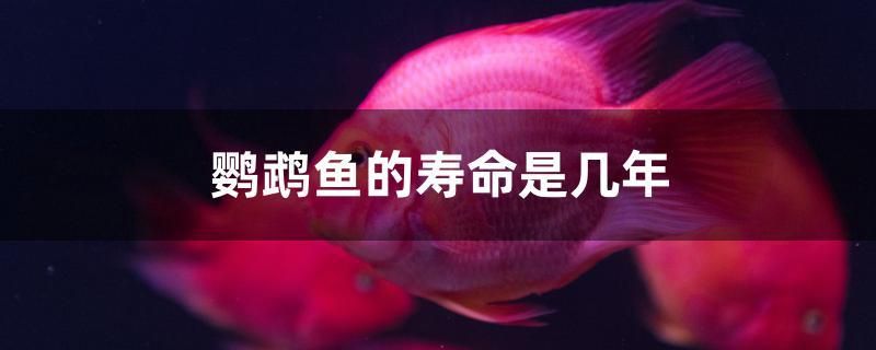 鸚鵡魚的壽命是幾年 祥龍水族醫(yī)院