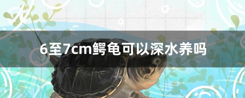 6至7cm鱷龜可以深水養(yǎng)嗎 綠皮皇冠豹魚(yú)