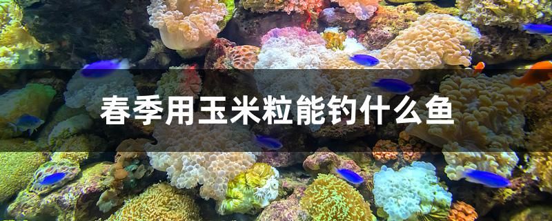 綏中觀賞魚店電話號碼（從甘肅省慶陽市到大興安玲區(qū)塔河縣怎么走） 九鼎魚缸