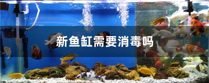 新魚(yú)缸需要消毒嗎 印尼虎苗