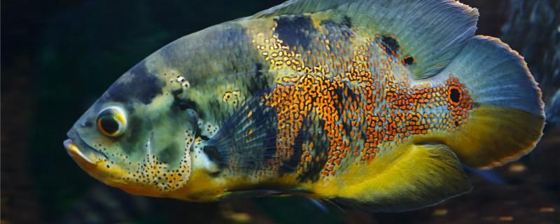 剛買的地圖魚適應幾天能吃食怎么喂合適 野生地圖魚