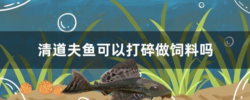 清道夫魚可以打碎做飼料嗎 黃金河虎魚