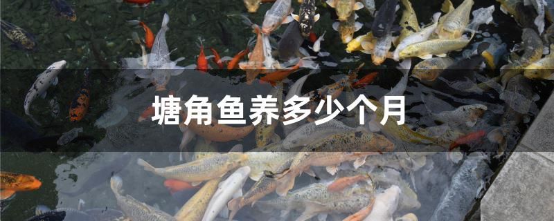 塘角魚養(yǎng)多少個月 鸚鵡魚