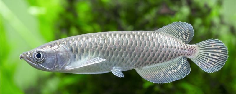 龍魚吃太飽了會(huì)怎么樣怎么喂合適 圖騰金龍魚