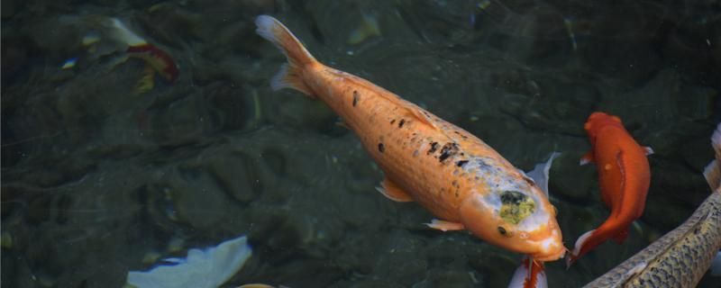 錦鯉甩籽后怎么處理魚(yú)缸甩出的魚(yú)籽怎么處理 超血紅龍魚(yú)