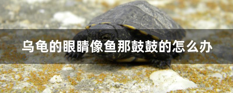 烏龜?shù)难劬ο耵~那鼓鼓的怎么辦 大正錦鯉魚