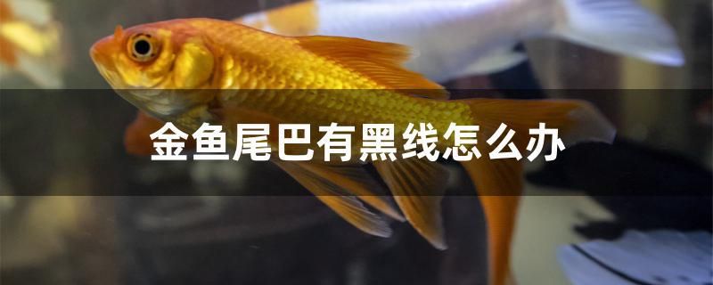 金魚尾巴有黑線怎么辦