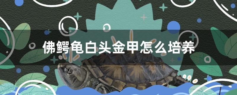 佛鱷龜白頭金甲怎么培養(yǎng) 銀龍魚苗