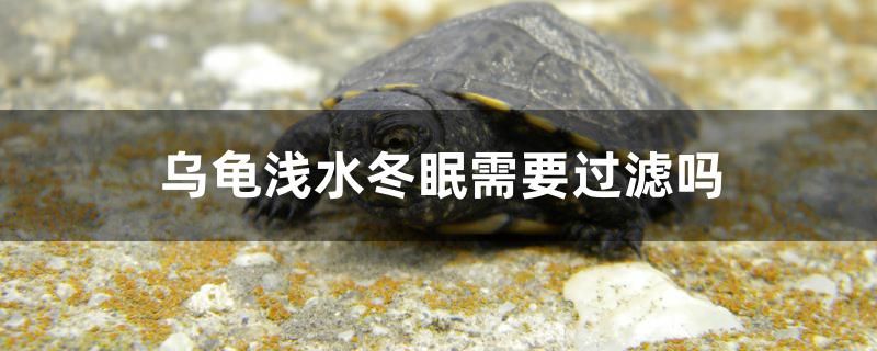 烏龜淺水冬眠需要過濾嗎 斑馬鴨嘴魚苗