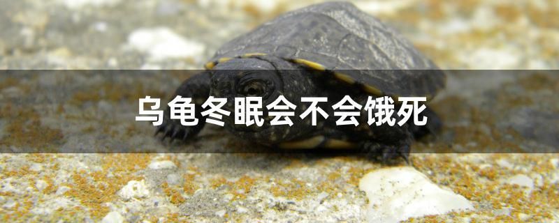 烏龜冬眠會不會餓死 廣州水族器材濾材批發(fā)市場