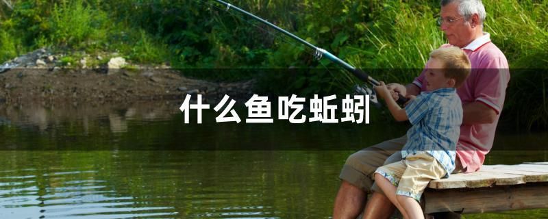 什么魚吃蚯蚓 羽毛刀魚苗