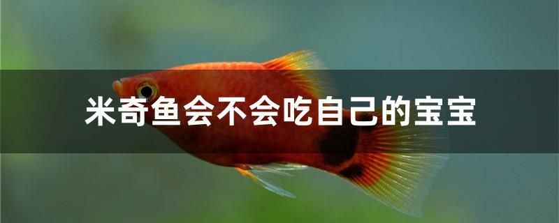 米奇魚會(huì)不會(huì)吃自己的寶寶