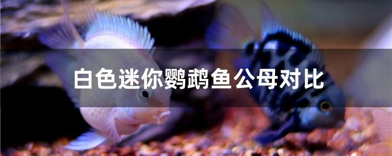 白色迷你鸚鵡魚公母對比