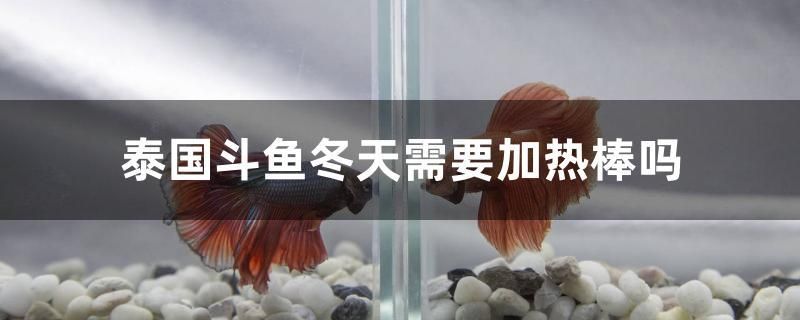 泰國(guó)斗魚(yú)冬天需要加熱棒嗎