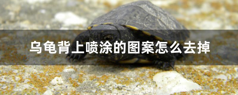 烏龜背上噴涂的圖案怎么去掉 量子養(yǎng)魚技術(shù)