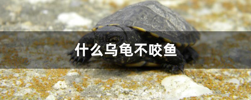 什么烏龜不咬魚(yú)