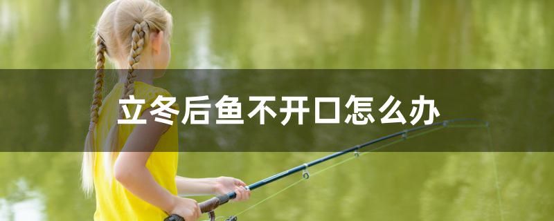 立冬后魚(yú)不開(kāi)口怎么辦 招財(cái)戰(zhàn)船魚(yú)