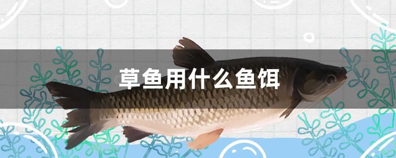 草魚用什么魚餌