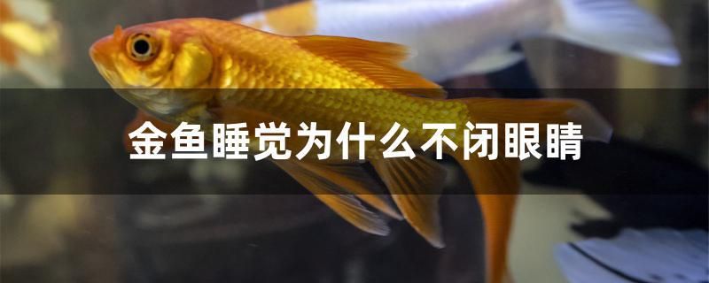 金魚睡覺為什么不閉眼睛 其它水族用具設(shè)備