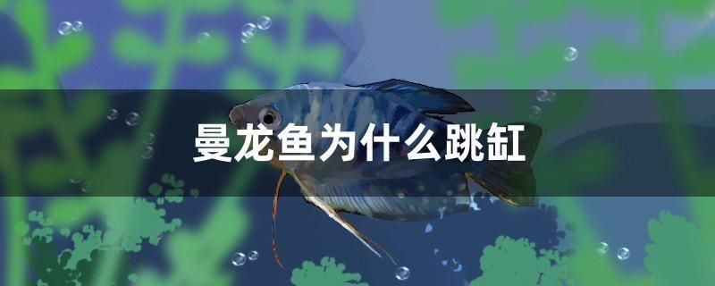 曼龍魚為什么跳缸 海象魚