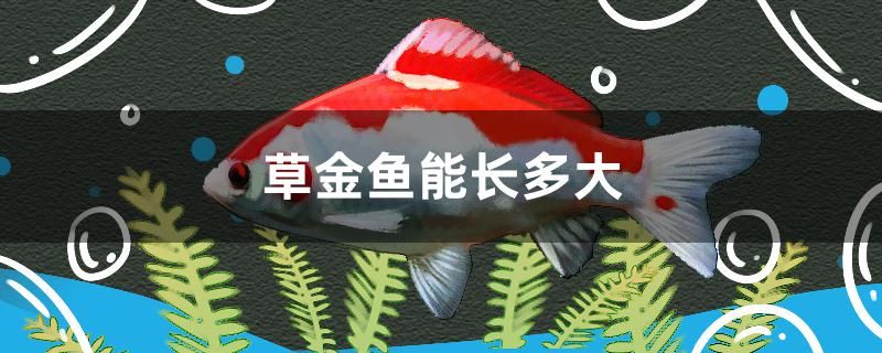 草金魚能長多大 潛水艇魚