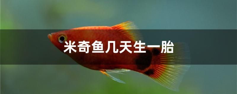 米奇魚幾天生一胎 帝王血鉆