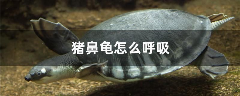 豬鼻龜怎么呼吸 泰龐海蓮魚