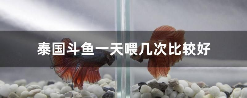 魚缸玻璃在哪里買便宜點的（誰知道魚缸玻璃定做價格大概是多少） 金龍福龍魚 第1張