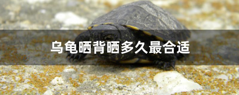 在魚缸上畫畫（在魚缸上畫畫怎么畫） 帝王三間魚