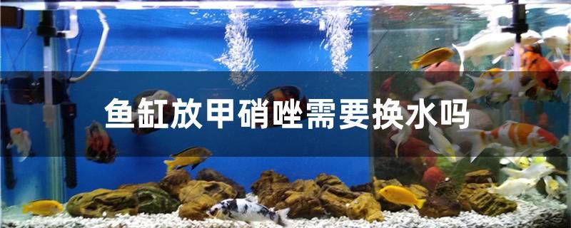 魚缸放甲硝唑需要換水嗎 賽級紅龍魚