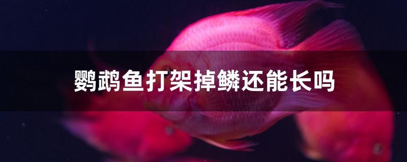 三亞魚缸定制廠家地址及電話號碼（三亞漁具店電話） 黃金斑馬魚