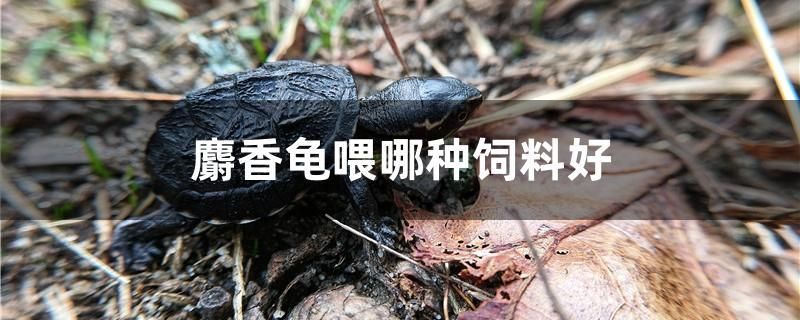 麝香龜喂哪種飼料好