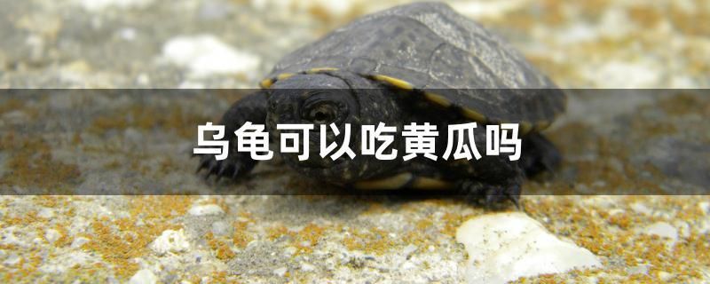 烏龜可以吃黃瓜嗎 黑金魟魚