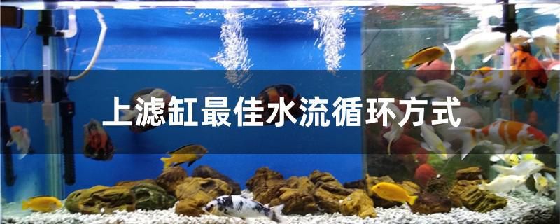 上濾缸最佳水流循環(huán)方式 玫瑰銀版魚(yú)