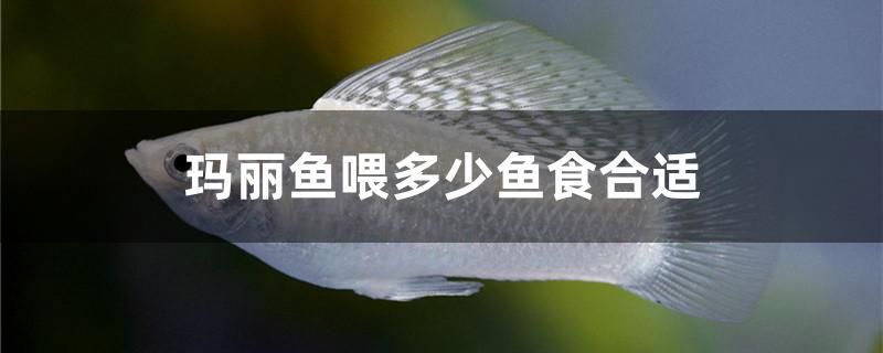 瑪麗魚喂多少魚食合適 虎斑恐龍魚