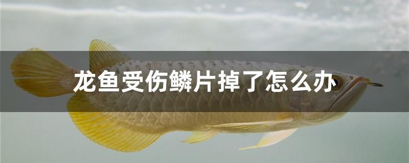 龍魚受傷鱗片掉了怎么辦